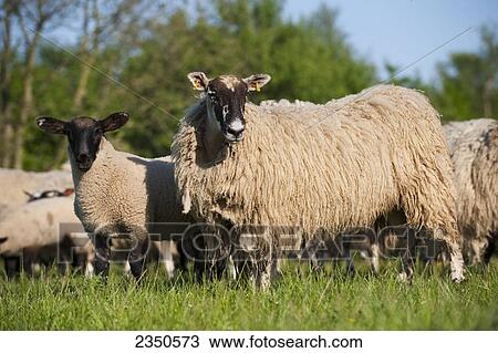 Stock Image - Agriculture - Mule sheep ewes with lambs. Mule sheep are a crossbred between a Bluefaced Leicester ram over a Swaledale or Blackface ewe. They are very prolific with hybrid vigor / North of England, United Kingdom.. Fotosearch