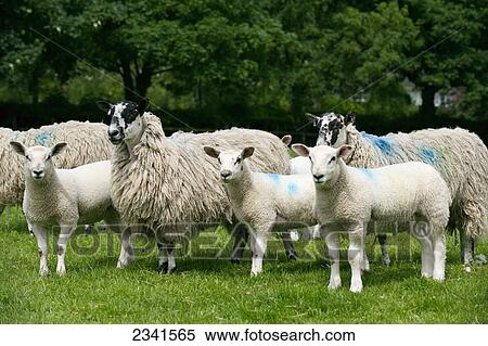 Stock Photography - Agriculture - Mule sheep ewes with lambs. Mule sheep are a crossbred between a Bluefaced Leicester ram over a Swaledale or Blackface ewe. They are very prolific with hybrid vigor. The lambs were sired by a Texel / North of England, United Kingdom.. Fotosearch