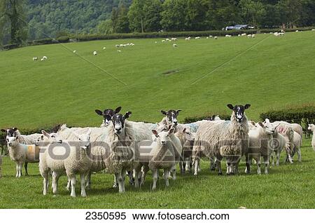 Agriculture - Mule sheep ewes with lambs. Mule sheep are a crossbred between a Bluefaced Leicester ram over a Swaledale or Blackface ewe. They are very prolific with hybrid vigor. The lambs were sired by a Texel / North of England, United Kingdom. View Large Photo Image Stock Photography - Agriculture - Mule sheep ewes with lambs. Mule sheep are a crossbred between a Bluefaced Leicester ram over a Swaledale or Blackface ewe. They are very prolific with hybrid vigor. The lambs were sired by a Texel / North of England, United Kingdom.. Fotosearch