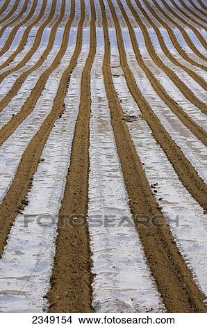 Agriculture - Newly planted corn (maize) field. The plastic sheeting is applied to cover up the seed as a weather protection / Cumbria, England, United Kingdom. View Large Photo Image Picture - Agriculture - Newly planted corn (maize) field. The plastic sheeting is applied to cover up the seed as a weather protection / Cumbria, England, United Kingdom.. Fotosearch