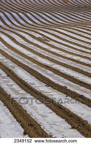 Stock Image - Agriculture - Newly planted corn (maize) field. The plastic sheeting is applied to cover up the seed as a weather protection / Cumbria, England, United Kingdom.. Fotosearch