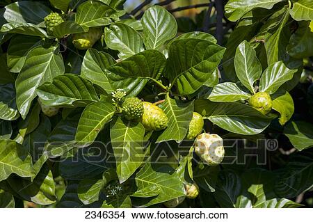 Picture - Agriculture - Noni (Morinda citrifolia) aka. Indian Mulberry, fruit on the tree. Native to Southeast Asia, Noni is now cultivated in some Pacific islands and Australia. It is used for food, beverage and in folk medicine / Hawaii, USA.. Fotosearch