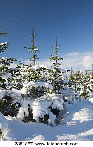 Stock Photo - Agriculture - Norwegian Spruce Christmas trees covered in Winter snow at a tree plantation / England, United Kingdom.. Fotosearch