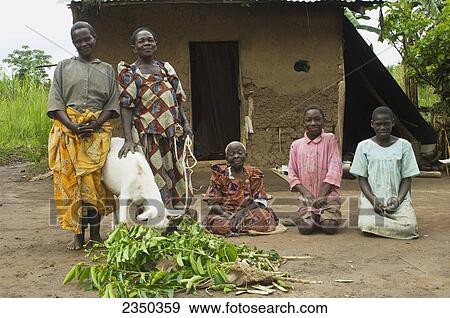 Agriculture - Older and younger African women with a goat feeding on cut grass outside a village hut. The goat is used to produce milk and to produce kid goats / Uganda, Africa. View Large Photo Image Stock Photo - Agriculture - Older and younger African women with a goat feeding on cut grass outside a village hut. The goat is used to produce milk and to produce kid goats / Uganda, Africa.. Fotosearch