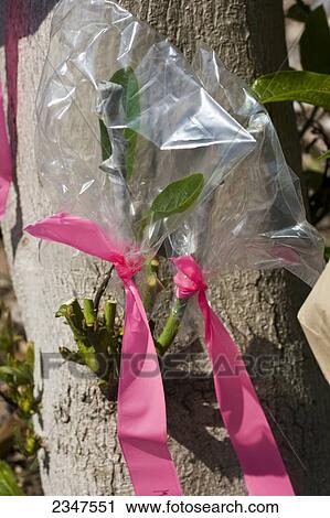 Stock Image - Agriculture - One of several hybrid cultivar grafts to a large avocado tree stump whose original nursery graft failed. After the successful grafts, the tree will yield avocados of multiple varieties spread over a long growing season / Kona, Hawaii, USA.. Fotosearch