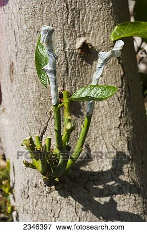 Stock Photo - Agriculture - One of several hybrid cultivar grafts to a large avocado tree stump whose original nursery graft failed. After the successful grafts, the tree will yield avocados of multiple varieties spread over a long growing season / Kona, Hawaii, USA.. Fotosearch