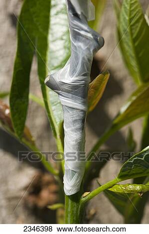 Stock Photo - Agriculture - One of several hybrid cultivar grafts to a large avocado tree stump whose original nursery graft failed. After the successful grafts, the tree will yield avocados of multiple varieties spread over a long growing season / Kona, Hawaii, USA.. Fotosearch