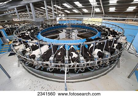 Stock Image - Agriculture - Operating rotary, or carousel, milking parlor that can accommodate 52 cows / United Kingdom.. Fotosearch