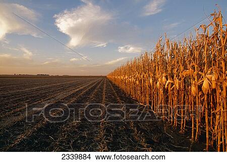 Picture - Agriculture - Partially harvested stand of grain corn in early morning Autumn light / Northwest Iowa, USA.. Fotosearch