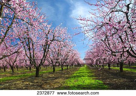 Agriculture - Peach orchard in full bloom in Spring / near Yuba City, California, USA. View Large Photo Image Stock Photo - Agriculture - Peach orchard in full bloom in Spring / near Yuba City, California, USA.. Fotosearch
