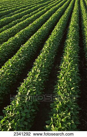 Stock Image - Agriculture - Perfect rows of very healthy mid growth soybean plants / Central Iowa, USA.. Fotosearch