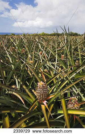 Agriculture - Pineapple field with immature fruit on the plants / Kahului, Maui, Hawaii, USA. View Large Photo Image Stock Photo - Agriculture - Pineapple field with immature fruit on the plants / Kahului, Maui, Hawaii, USA.. Fotosearch
