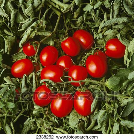 Stock Image - Agriculture - Processing tomatoes in field (RPT-1294) / San Joaquin Valley, California, USA.. Fotosearch