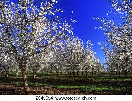 Picture - Agriculture - Prune orchard in full bloom in Spring / near Yuba City, California, USA.. Fotosearch