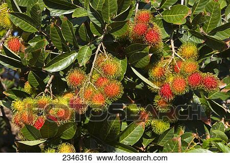 Stock Photograph - Agriculture - Rambutan (Nephelium lappaceum), mature fruit on the tree. Native to Indonesia and Southeast Asia, Rambutan is now cultivated throughout the Pacific tropical region, and one of top three tropical fruits produced in Hawaii / Hawaii, USA.. Fotosearch