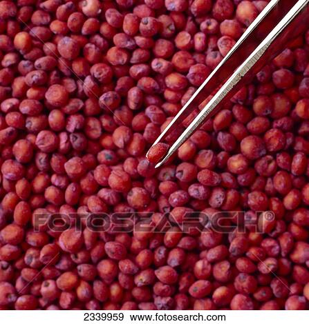 Agriculture - Red grain sorghum seed covered with 'Captan' fungicide seed treatment. View Large Photo Image Stock Photo - Agriculture - Red grain sorghum seed covered with 'Captan' fungicide seed treatment.. Fotosearch