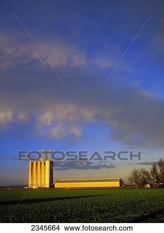 Picture - Agriculture - Rice elevators in the setting sun with a rice field in the foreground / Sacramento Valley, California, USA.. Fotosearch