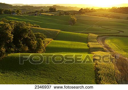 Stock Photo - Agriculture - Rolling alfalfa fields and corn silage fields in late afternoon light with a farmstead in the distance / Southwest Wisconsin, USA.. Fotosearch