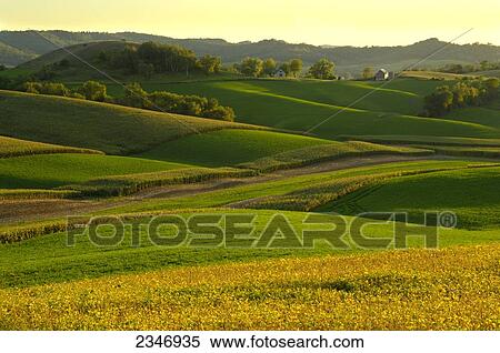 Stock Photography - Agriculture - Rolling alfalfa fields and corn silage fields in late afternoon light with a farmstead in the distance / Southwest Wisconsin, USA.. Fotosearch