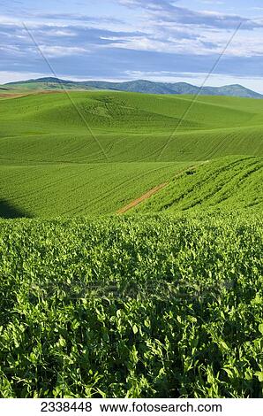 Stock Photo - Agriculture - Rolling fields of mid growth dry peas in the foreground and wheat in the background, in late Spring / near Pullman, Palouse Region, Washington, USA.. Fotosearch