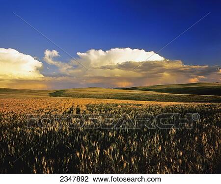 Stock Image - Agriculture - Rolling fields of maturing wheat in late afternoon light with thunderstorms in the distance / near Dillon, Montana, USA.. Fotosearch
