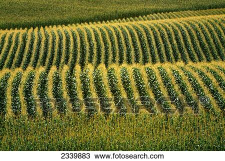 Stock Image - Agriculture - Rolling hills of fully tasseled grain corn in early morning light / Northeast Iowa, USA.. Fotosearch