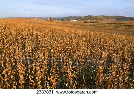 Stock Image - Agriculture - Rolling hillside field of mature, harvest ready soybeans in Autumn with a farmstead in the distance / near Chippewa Falls, Wisconsin, USA.. Fotosearch