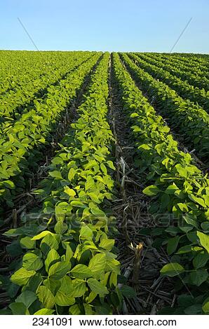 Agriculture - Rolling mid growth no-till mid season soybean field with corn stubble showing between the rows / Central Iowa, USA. View Large Photo Image Stock Image - Agriculture - Rolling mid growth no-till mid season soybean field with corn stubble showing between the rows / Central Iowa, USA.. Fotosearch