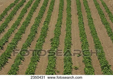 Stock Image - Agriculture - Rows of early growth potato plants / England, United Kingdom.. Fotosearch