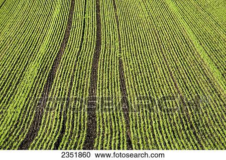 Stock Image - Agriculture - Rows of early growth Spring barley / England, United Kingdom.. Fotosearch