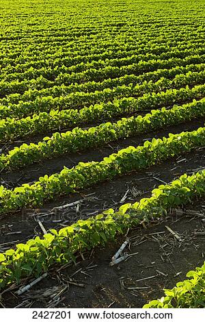 Stock Image - Agriculture - Rows of early growth soybeans in late afternoon light with corn debris from the previous year. Fotosearch