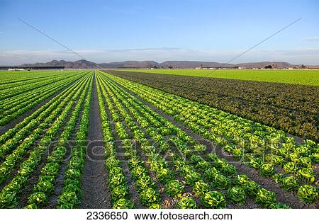 Stock Image - Agriculture - Rows of mature Winter crop butter lettuce with rows of red and green leaf lettuce on the right, being grown in the desert / Bard Valley, California, USA.. Fotosearch