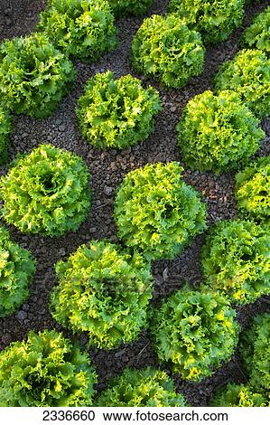 Stock Image - Agriculture - Rows of mature Winter crop green leaf lettuce being grown in the desert / Bard Valley, California, USA.. Fotosearch
