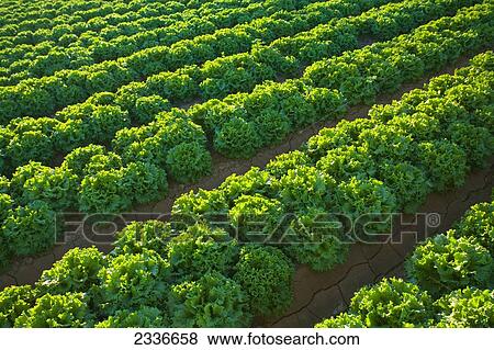 Agriculture - Rows of mature Winter crop green leaf lettuce being grown in the desert / Bard Valley, California, USA. View Large Photo Image Stock Photo - Agriculture - Rows of mature Winter crop green leaf lettuce being grown in the desert / Bard Valley, California, USA.. Fotosearch