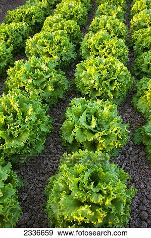 Agriculture - Rows of mature Winter crop green leaf lettuce being grown in the desert / Bard Valley, California, USA. View Large Photo Image Stock Photo - Agriculture - Rows of mature Winter crop green leaf lettuce being grown in the desert / Bard Valley, California, USA.. Fotosearch