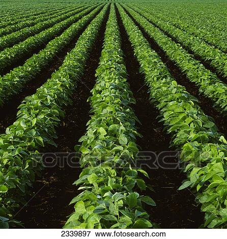 Stock Photo - Agriculture - Rows of mid growth soybean plants in mid-summer in early morning light / Central Iowa, USA.. Fotosearch