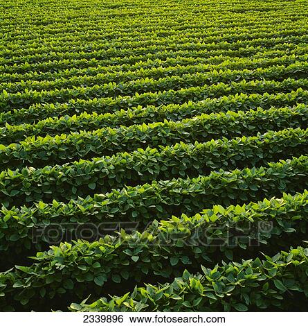 Agriculture - Rows of mid growth soybean plants in mid-summer in early morning light / Central Iowa, USA. View Large Photo Image Stock Photograph - Agriculture - Rows of mid growth soybean plants in mid-summer in early morning light / Central Iowa, USA.. Fotosearch