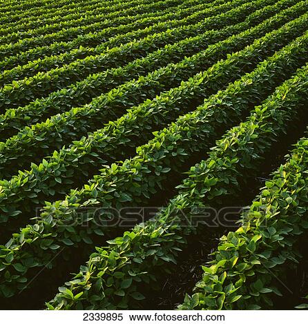 Agriculture - Rows of mid growth soybean plants in mid-summer in early morning light / Central Iowa, USA. View Large Photo Image Stock Photography - Agriculture - Rows of mid growth soybean plants in mid-summer in early morning light / Central Iowa, USA.. Fotosearch