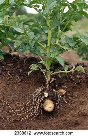 Stock Photo Of Agriculture Stock Photo Of Agriculture