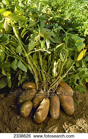 Stock Images Of Agriculture Stock Images Of Agriculture