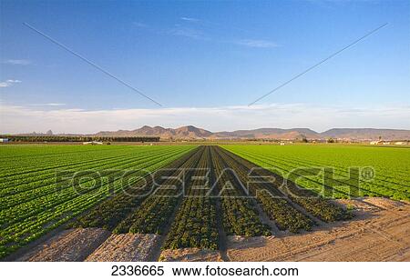 Agriculture - Side-by-side rows of Winter crop Butter lettuce (l), Red leaf lettuce (c) and Green leaf lettuce (r), being grown in the desert / Bard Valley, California, USA. View Large Photo Image Stock Photography - Agriculture - Side-by-side rows of Winter crop Butter lettuce (l), Red leaf lettuce (c) and Green leaf lettuce (r), being grown in the desert / Bard Valley, California, USA.. Fotosearch