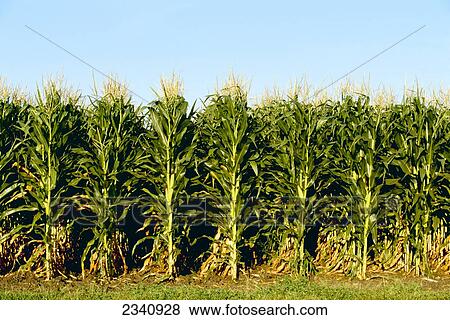 Agriculture - Side view of a stand of mature tasseled grain corn plants with fully formed ears / Central Iowa, USA. View Large Photo Image Stock Photo - Agriculture - Side view of a stand of mature tasseled grain corn plants with fully formed ears / Central Iowa, USA.. Fotosearch