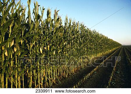 Agriculture - Silage corn ready for harvest / Iowa, USA. View Large Photo Image Stock Image - Agriculture - Silage corn ready for harvest / Iowa, USA.. Fotosearch