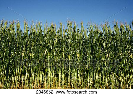 Stock Image - Agriculture - Silage corn ready for harvest / Iowa, USA.. Fotosearch