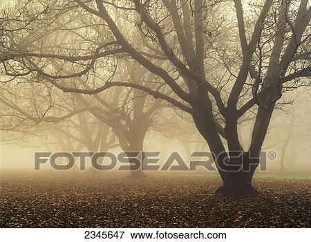 Agriculture - Silhouetted dormant olive trees in a fog shrouded orchard / near Gridley, California, USA. View Large Photo Image Stock Photo - Agriculture - Silhouetted dormant olive trees in a fog shrouded orchard / near Gridley, California, USA.. Fotosearch