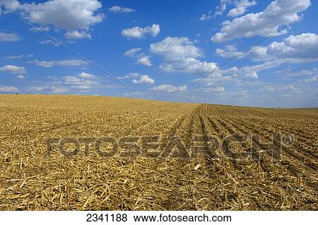 Stock Photo - Agriculture - Sloping field in process of Spring planting of soybeans into no-till corn stubble. The right side of the image shows the planter tracks where the field has already been planted / Iowa, USA.. Fotosearch