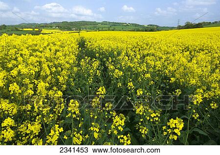 Stock Image - Agriculture - Sloping field of canola (rape seed) in full bloom. Canola seed is used as a protein in animal feeds, a vegetable cooking oil and as an ingredient in bio-fuels / Northumberland, England, United Kingdom.. Fotosearch