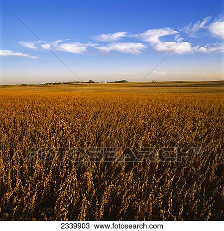 Stock Image - Agriculture - Soybean field, mature and ready for harvest in late afternoon light / Central Iowa, USA.. Fotosearch