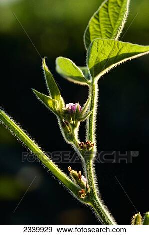 Stock Photo - Agriculture - Soybean plant at flowering stage showing pink blossom / Iowa, USA.. Fotosearch
