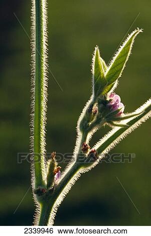 Agriculture - Soybean plant at flowering stage showing pink blossom / Iowa, USA. View Large Photo Image Stock Photograph - Agriculture - Soybean plant at flowering stage showing pink blossom / Iowa, USA.. Fotosearch